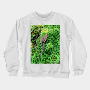 Lancewood and moss Crewneck Sweatshirt